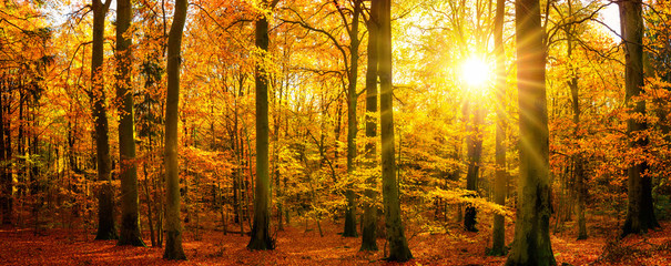 Poster - Gold forest panorama in autumn