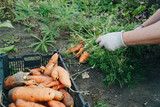 Fototapeta Na drzwi - Autumn carrot harvest in your own garden 1