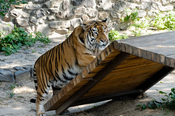 Siberian tiger, also known as the Amur tiger.