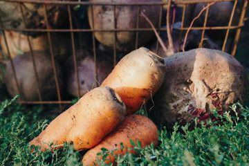 Wall Mural - Autumn harvest of vegetables in your own garden