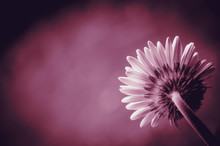 Retro Styled Purple Toned Beautiful Daisy Or Gerbera Background. Back View. Selective Focus.