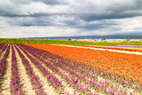 Fototapeta Tulipany - Beautiful colorful flowers in the field