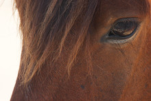 Eye Of A Wild Pony