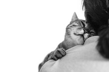 Drowsy Sleeping Cute Cat On A Shoulder. Black And White