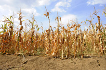 Dried Corn Stalks And Cracked Earth In Hot Summer Drought At Corn Field