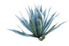 Agave Plant Isolated On White Background. Clipping Path. Agave P