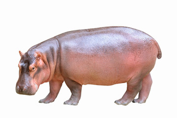 Hippopotamus isolated on white background.