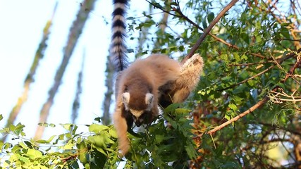 Poster - Ring-tailed lemur sitting on a tree and eating young foliage. Madagascar. Berenti National Park