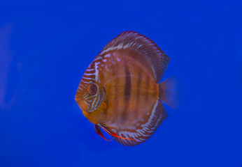 Wall Mural - Wild brown discus fish on blue background in aquarium tank