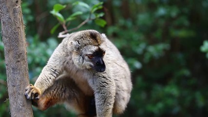 Poster - Сommon brown Lemur is sitting on a tree. Madagascar.