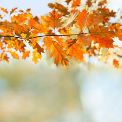 Canvas Print - Autumn background with oak leaves. Colorful foliage autumnal park landscape. Fall seasonal poster template. copy space