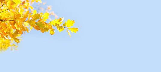 Canvas Print - Yellow oak leaves on blue sky background. Sunny day autumn nature landscape in the park. copy space