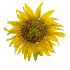 Wall Mural - Yellow Sunflower Flower. Closeup Isolated on White Background