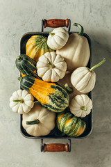 Wall Mural - different decorative pumpkins