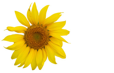 Wall Mural - Yellow Sunflower Flower. Closeup Isolated on White Background