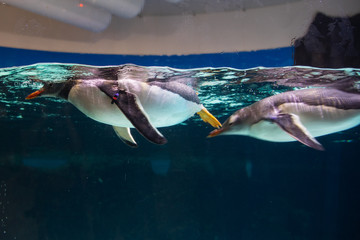 Emperor penguin swimming in the aquarium transparent water