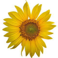 Wall Mural - Yellow Sunflower Flower. Closeup Isolated on White Background