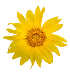 Wall Mural - Yellow Sunflower Flower. Closeup Isolated on White Background