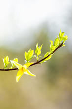 Pale-green Leaves And Yellow Forsythia Flowers In A Blurred Background