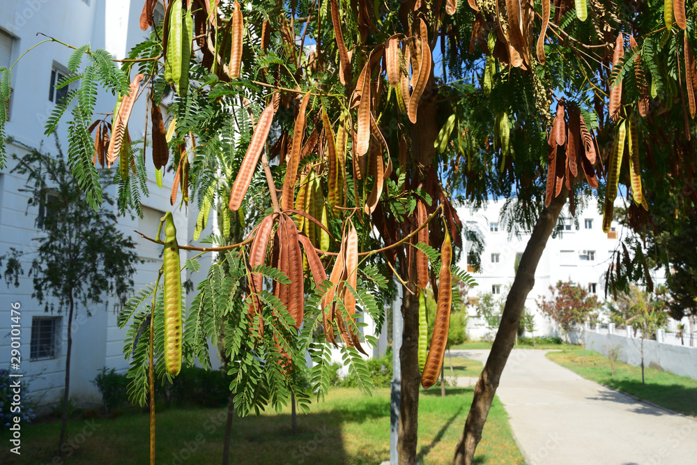 Leed Tree non edited raw photo of Horse or wild tamarind, Jumbie bean, Lead tree ...