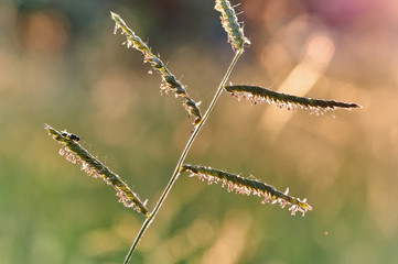 Wall Mural - The grass in the warm light