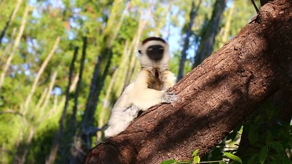 Wall Mural - Dancing Sifaka is sitting on a tree. Madagascar. Berenti National Park.