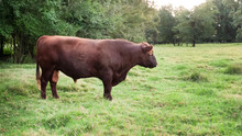 Red Angus Beef Bull