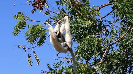 Wall Mural - Dancing Sifaka is hanging on a tree and eating fresh leaves. Madagascar. Berenti National Park.