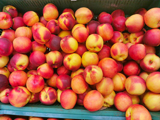 Wall Mural - Ripe Nectarines in a plastic bag