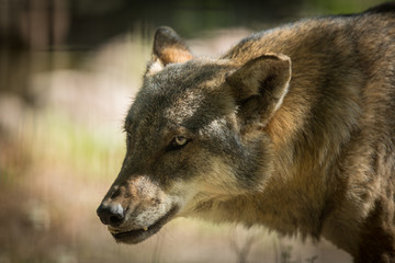 Wall Mural - Scary dark gray wolf (Canis lupus)