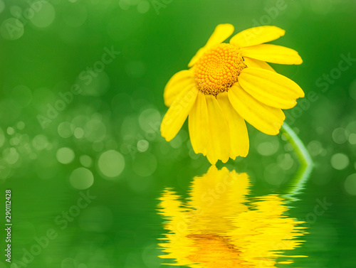 macro de una margarita amarilla reflejada en el agua