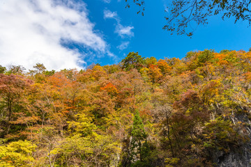 Wall Mural - Geibi Gorge ( Geibikei ) Autumn foliage scenery view in sunny day. Beautiful landscapes of magnificent fall colours in Ichinoseki, Iwate Prefecture, Japan