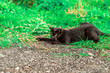 czarny kot na zielonej trawie bawi się i poluje