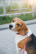 © leona_44 - beagle pet dog stands tied on a leash