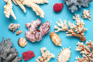 Wall Mural - Corals and sea shells as background and design elements.