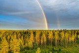 Fototapeta Tęcza - Drone photo, rainbow over summer pine tree forest, very clear skies and clean rainbow colors. Scandinavian nature are illuminated by evening sun.