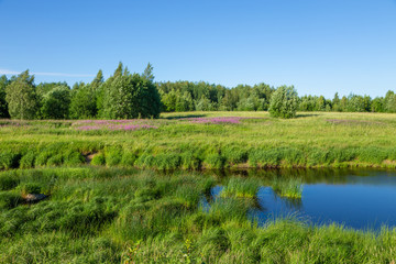 Wall Mural - peace of a beautiful summer landscape. quiet river in a green field on the background of a small for