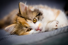 Little Tricolor Kitten On Gray Background