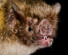 The Common Vampire Bat (Desmodus Rotundus) Is A Small, Leaf-nosed Bat Native To The Americas. It Is One Of Three Extant Species Of Vampire Bat. This Bat Mainly Feeds On The Blood Of Livestock.