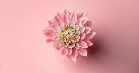 Canvas Print - Time-lapse of opening dahlia flower 