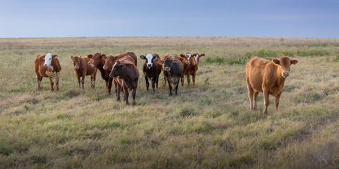 Wall Mural - Cows in a pasture