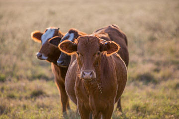 Wall Mural - Cows in a pasture