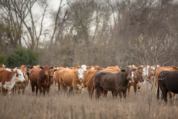 Wall Mural - cows in a field