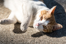 A White And Yellow Cat Lies On The Sidewalk And Casts A Shadow.