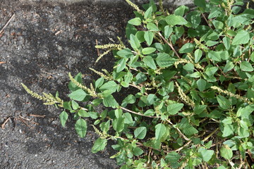 Canvas Print - Slender amaranth (Green amaranth) / Slender amaranth (Amaranthus viridis) is a weed that grows on the roadside and leaves are edible. 