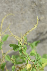 Canvas Print - Slender amaranth (Green amaranth) / Slender amaranth (Amaranthus viridis) is a weed that grows on the roadside and leaves are edible. 