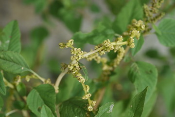 Canvas Print - Slender amaranth (Green amaranth) / Slender amaranth (Amaranthus viridis) is a weed that grows on the roadside and leaves are edible. 