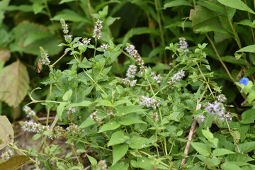 Canvas Print - Japanese peppermint blooms white flowers from summer to autumn and gives off a refreshing aroma, which is used for fragrances and medicines.