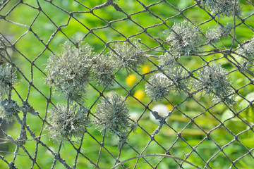 Very old net 3