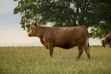 Wall Mural - cow in field